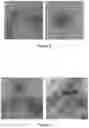 Fig. 06 - Plant-produced chimaeric orbivirus VLPs