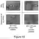 Fig. 07 - Plant-produced chimaeric orbivirus VLPs