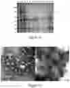 Fig. 09 - Plant-produced chimaeric orbivirus VLPs