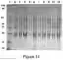 Fig. 10 - Plant-produced chimaeric orbivirus VLPs