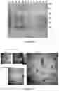 Fig. 12 - Plant-produced chimaeric orbivirus VLPs