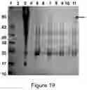Fig. 14 - Plant-produced chimaeric orbivirus VLPs