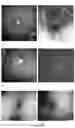 Fig. 19 - Plant-produced chimaeric orbivirus VLPs