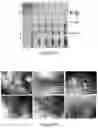 Fig. 20 - Plant-produced chimaeric orbivirus VLPs