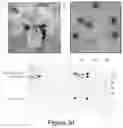 Fig. 22 - Plant-produced chimaeric orbivirus VLPs
