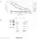 Fig. 24 - Plant-produced chimaeric orbivirus VLPs