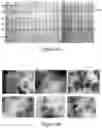 Fig. 25 - Plant-produced chimaeric orbivirus VLPs