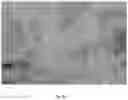 Fig. 04 - Plants comprising a low copy number of Ri genes