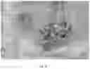 Fig. 07 - Plants comprising a low copy number of Ri genes