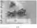 Fig. 09 - Plants comprising a low copy number of Ri genes