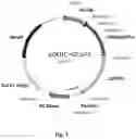 Fig. 02 - SELECTED PHOSPHOTRANSACETYLASE GENES FOR INCREASED ETHANOL PRODUCTION IN ENGINEERED YEAST