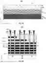 Fig. 06 - Three-dimensional memory devices with drain select gate cut and methods for forming and operating the same