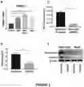 Fig. 06 - COMPOSITIONS AND METHODS FOR TREATING VIRAL INFECTIONS