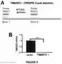 Fig. 08 - COMPOSITIONS AND METHODS FOR TREATING VIRAL INFECTIONS