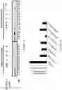 Fig. 02 - VDAC1 SILENCING MOLECULES AND USE THEREOF