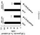 Fig. 06 - VDAC1 SILENCING MOLECULES AND USE THEREOF