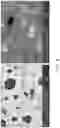 Fig. 07 - Electrochemical cells with catholyte additives and lithium-stuffed garnet separators
