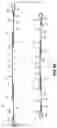Fig. 06 - Leg strap assembly for a urine bag