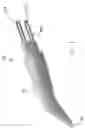 Fig. 03 - OPHTHALMIC MARKING DEVICE AND METHOD OF USING SAME