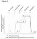 Fig. 02 - Cell-permeable succinate compounds