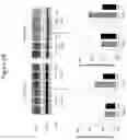 Fig. 35 - Stable bacterial extracts as pharmaceuticals