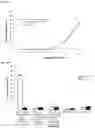 Fig. 09 - COMPOSITIONS, COMBINATIONS AND RELATED METHODS FOR PHOTOIMMUNOTHERAPY