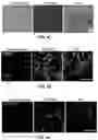 Fig. 09 - MINERALIZATION OF CELL-LADEN MATRICES