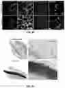 Fig. 12 - MINERALIZATION OF CELL-LADEN MATRICES