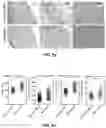 Fig. 13 - MINERALIZATION OF CELL-LADEN MATRICES