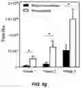 Fig. 15 - MINERALIZATION OF CELL-LADEN MATRICES