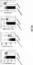 Fig. 18 - MINERALIZATION OF CELL-LADEN MATRICES
