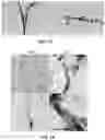 Fig. 22 - MINERALIZATION OF CELL-LADEN MATRICES
