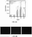 Fig. 23 - MINERALIZATION OF CELL-LADEN MATRICES
