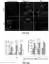 Fig. 27 - MINERALIZATION OF CELL-LADEN MATRICES