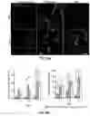 Fig. 28 - MINERALIZATION OF CELL-LADEN MATRICES