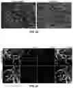 Fig. 29 - MINERALIZATION OF CELL-LADEN MATRICES