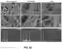 Fig. 33 - MINERALIZATION OF CELL-LADEN MATRICES