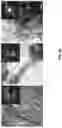 Fig. 34 - MINERALIZATION OF CELL-LADEN MATRICES