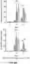 Fig. 38 - MINERALIZATION OF CELL-LADEN MATRICES