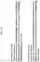 Fig. 02 - TGF-β1 specific antibodies and methods and uses thereof