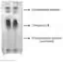 Fig. 02 - CYCLODEXTRIN DIMERS AND USES THEREOF