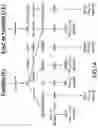 Fig. 02 - Polyepoxidized biphenyl compounds, preparation and uses