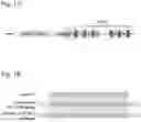 Fig. 02 - CRISPR-CAS SYSTEM FOR CLOSTRIDIUM GENOME ENGINEERING AND RECOMBINANT STRAINS PRODUCED THEREOF