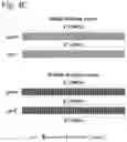 Fig. 07 - CRISPR-CAS SYSTEM FOR CLOSTRIDIUM GENOME ENGINEERING AND RECOMBINANT STRAINS PRODUCED THEREOF
