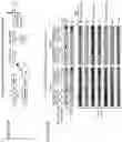 Fig. 15 - TARGETED INTEGRATION OF NUCLEIC ACIDS