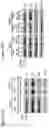 Fig. 16 - TARGETED INTEGRATION OF NUCLEIC ACIDS