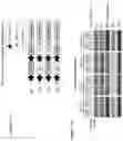 Fig. 18 - TARGETED INTEGRATION OF NUCLEIC ACIDS