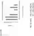 Fig. 40 - TARGETED INTEGRATION OF NUCLEIC ACIDS