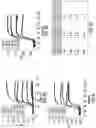 Fig. 09 - Strand displacement with loop-mediated isothermal amplification