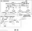 Fig. 45 - Strand displacement with loop-mediated isothermal amplification